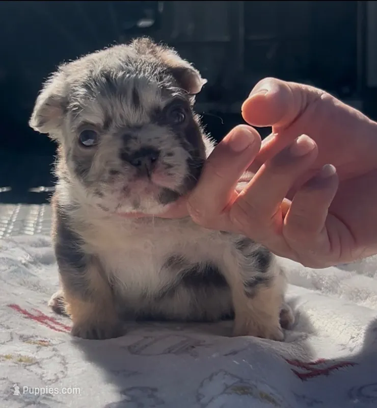 Ace – French Bulldog puppy for sale in Brandon, FL