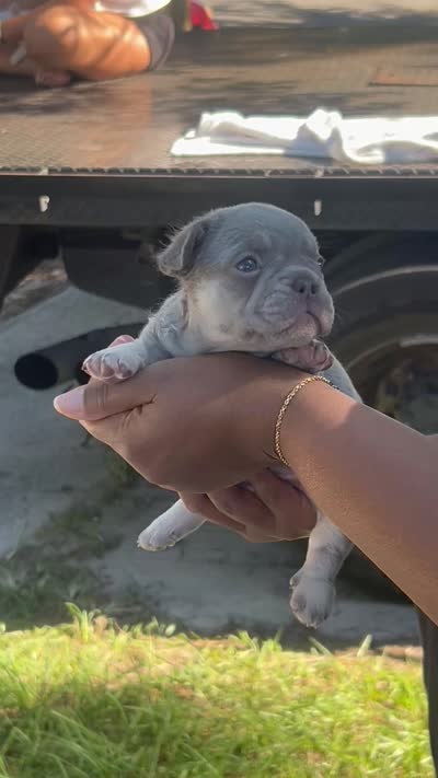 Rocco, a male French Bulldog for sale in Brandon, FL – 2 of 2
