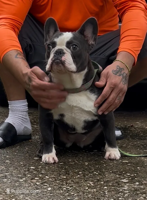 Luna – French Bulldog puppy for sale in Brandon, FL