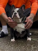 Luna, a female French Bulldog for sale in Brandon, FL – 1 of 1
