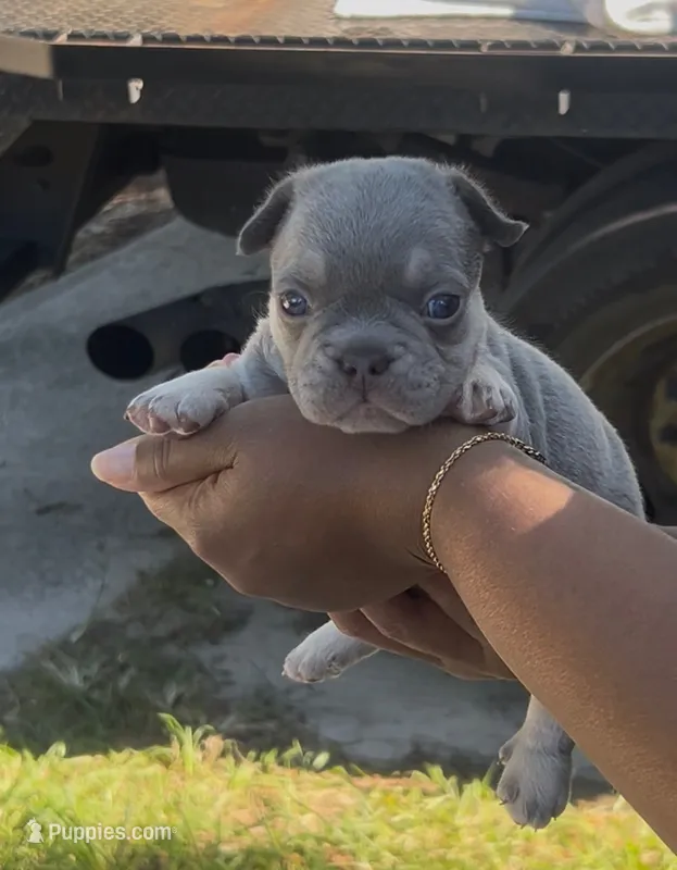 Rocco – French Bulldog puppy for sale in Brandon, FL