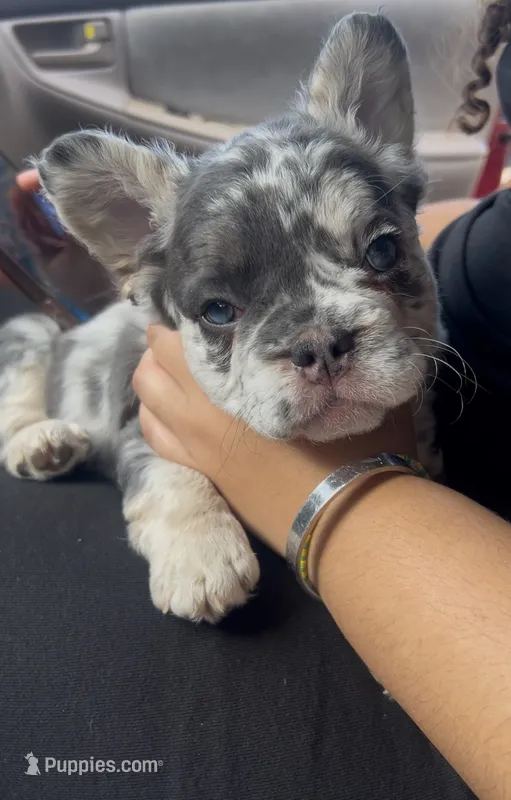 Raven (Fluffy Frenchie) – French Bulldog puppy for sale in Brandon, FL