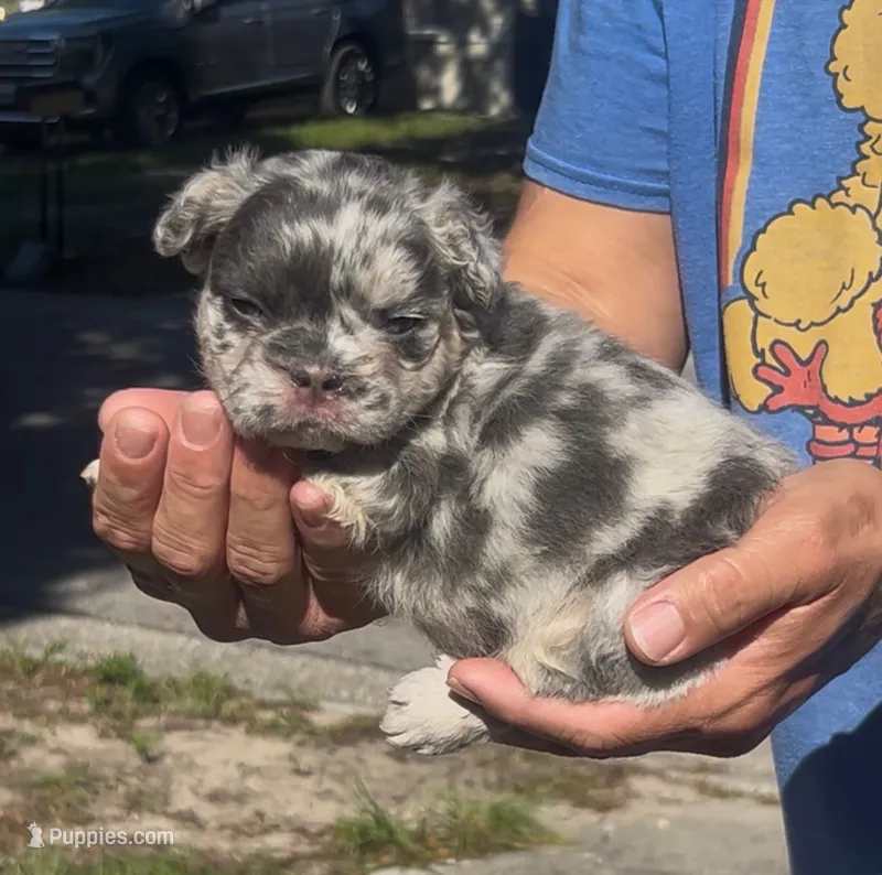 Raven – French Bulldog puppy for sale in Brandon, FL