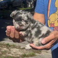 Raven, a female French Bulldog for sale in Brandon, FL – 1 of 2