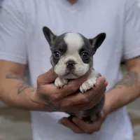 Red, a female French Bulldog for sale in Tampa, FL – Photo 1 of 2