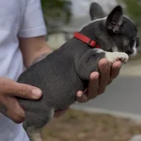 Red, a female French Bulldog for sale in Tampa, FL – Photo 2 of 2