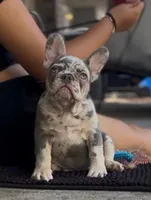 Druskie , a male French Bulldog for sale in Tampa, FL – Photo 3 of 3