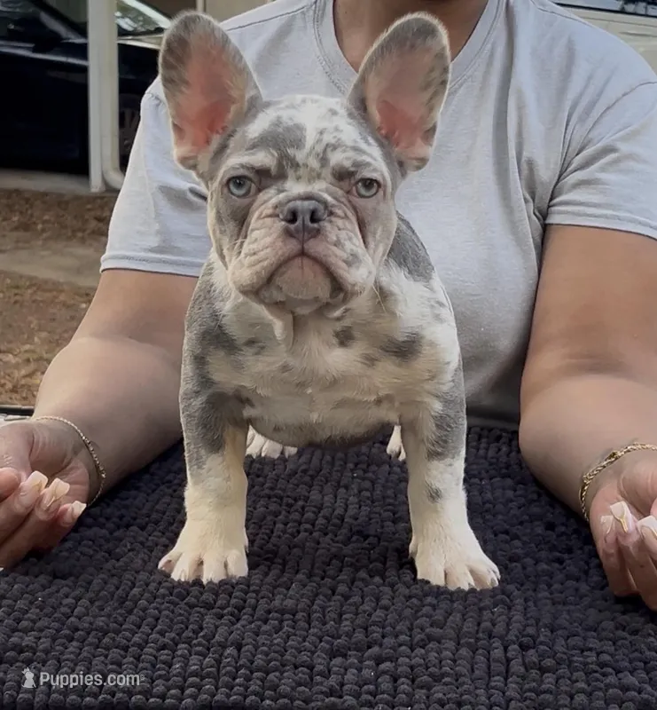 Druskie  – French Bulldog puppy for sale in Tampa, FL