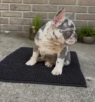 Druskie , a male French Bulldog for sale in Tampa, FL – Photo 2 of 3