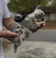 Grey Boy, a male French Bulldog for sale in Tampa, FL – Photo 2 of 3