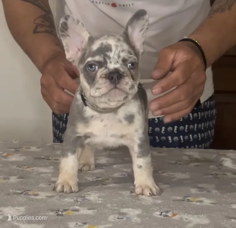 Grey Boy – French Bulldog puppy for sale in Tampa, FL