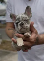 Grey Boy, a male French Bulldog for sale in Tampa, FL – Photo 1 of 3