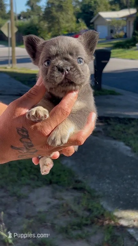 Capo – French Bulldog puppy for sale in Brandon, FL