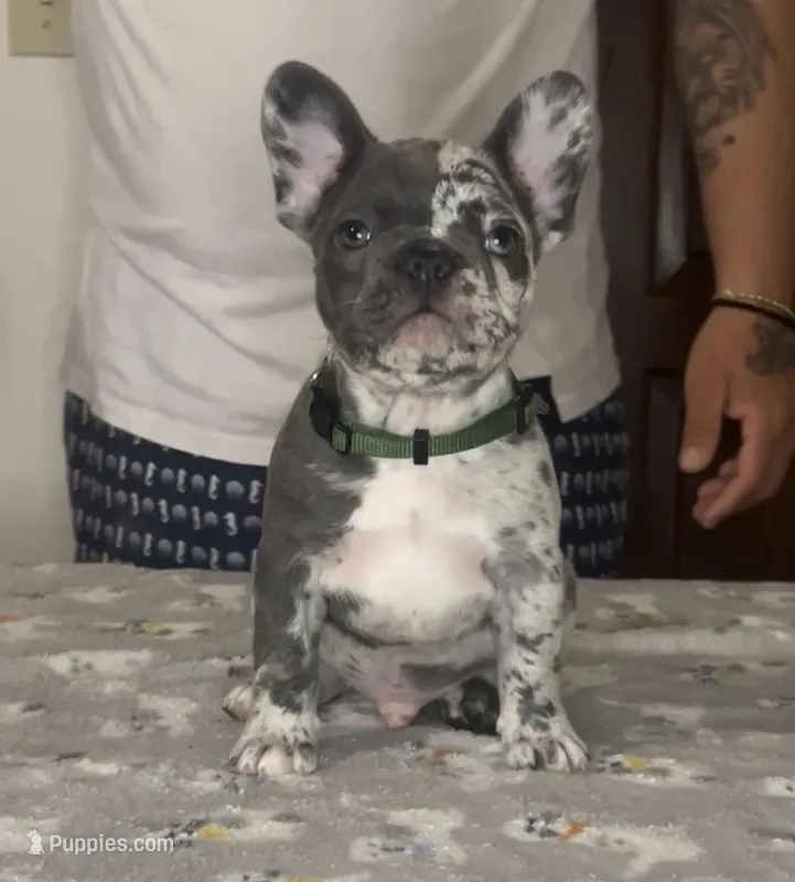 Two Face – French Bulldog puppy for sale in Tampa, FL