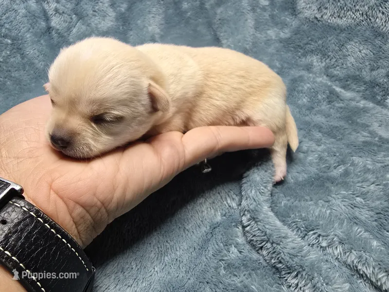 Ari-AKC – Chihuahua puppy for sale in Crockett, TX