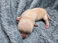 Ari-AKC, a male Chihuahua for sale in Crockett, TX – 2 of 7