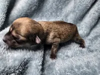 Koa-AKC, a male Chihuahua for sale in Crockett, TX – 2 of 7