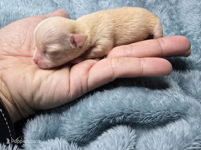 Vea-AKC – Chihuahua puppy for sale in Crockett, TX