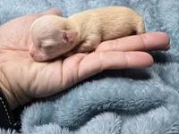 Vea-AKC, a female Chihuahua for sale in Crockett, TX – 1 of 7