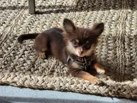 Rune-AKC, a male Chihuahua for sale in Crockett, TX – 6 of 8