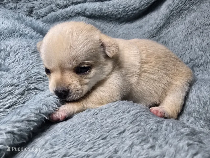 Ari-AKC – Chihuahua puppy for sale in Crockett, TX