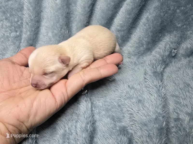 Ari-AKC – Chihuahua puppy for sale in Crockett, TX