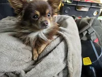 J Dawkins, a male Chihuahua for sale in Crockett, TX – Photo 3 of 8