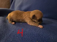 J Dawkins, a male Chihuahua for sale in Crockett, TX – Photo 2 of 8