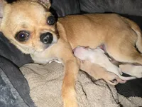 J Dawkins, a male Chihuahua for sale in Crockett, TX – Photo 4 of 8