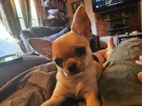 J Dawkins, a male Chihuahua for sale in Crockett, TX – Photo 7 of 8