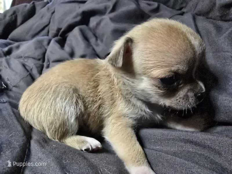 J Dawkins – Chihuahua puppy for sale in Crockett, TX
