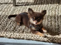 J Dawkins, a male Chihuahua for sale in Crockett, TX – Photo 8 of 8