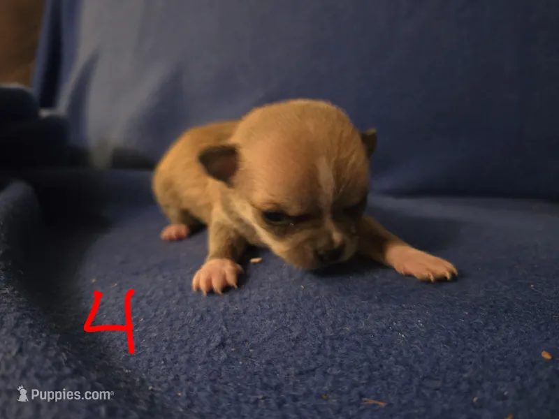 J Dawkins – Chihuahua puppy for sale in Crockett, TX