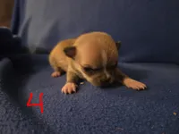 J Dawkins, a male Chihuahua for sale in Crockett, TX – Photo 1 of 8