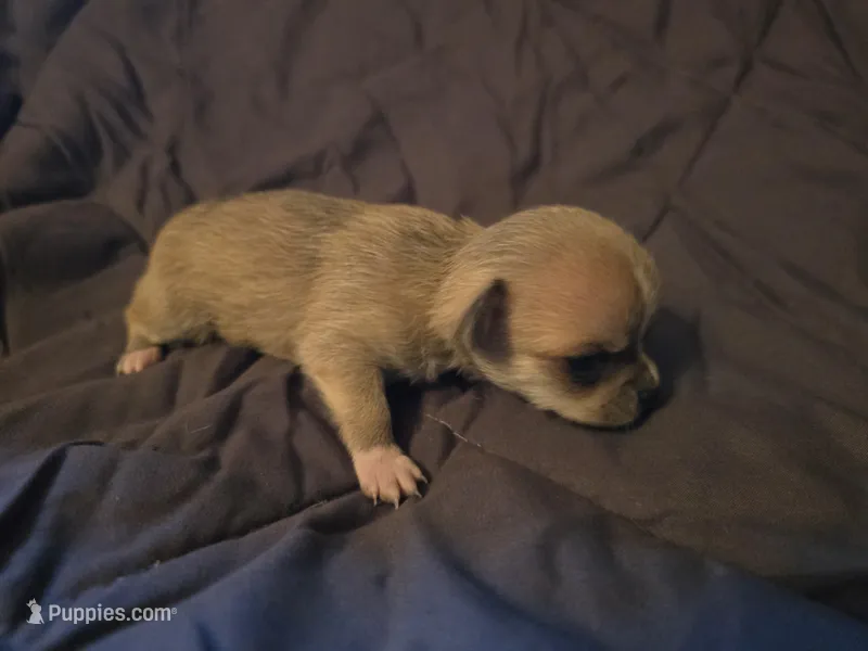 J Dawkins – Chihuahua puppy for sale in Crockett, TX