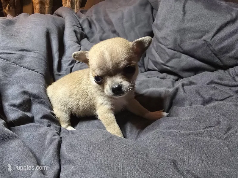 J Dawkins – Chihuahua puppy on hold in Crockett, TX