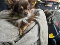 Koa-AKC, a male Chihuahua for sale in Crockett, TX – 4 of 7