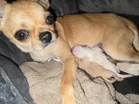 Rune-AKC, a male Chihuahua for sale in Crockett, TX – 7 of 8