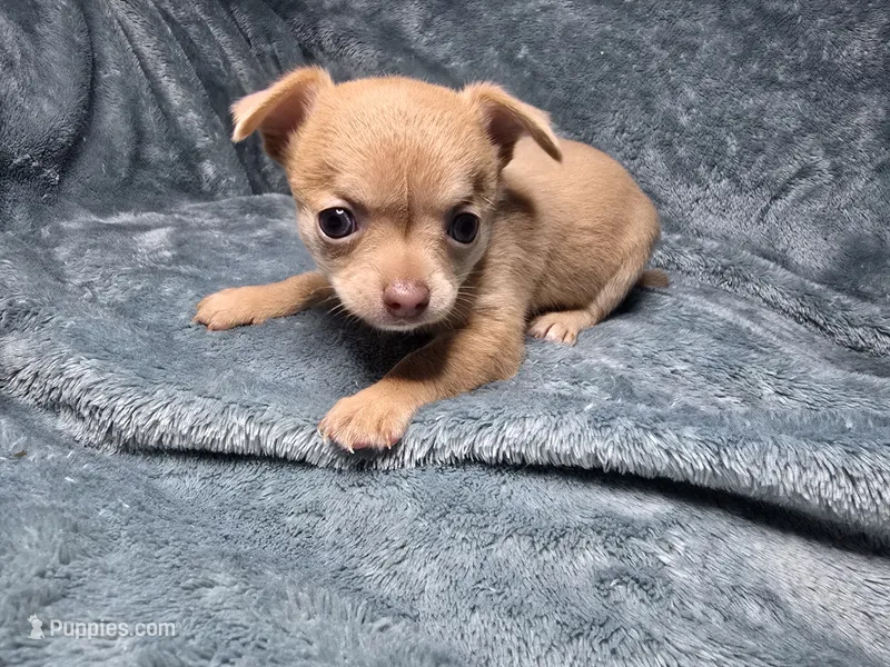 Rune-AKC – Chihuahua puppy for sale in Crockett, TX