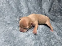 Rune-AKC, a male Chihuahua for sale in Crockett, TX – 4 of 8