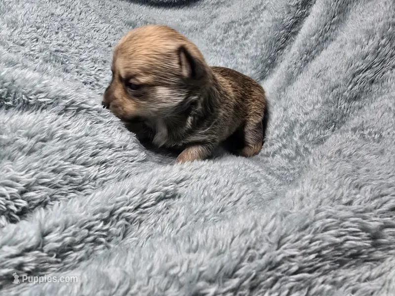 Koa-AKC – Chihuahua puppy for sale in Crockett, TX