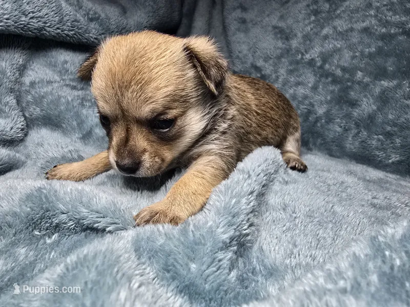 Koa-AKC – Chihuahua puppy for sale in Crockett, TX