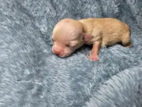 Vea-AKC, a female Chihuahua for sale in Crockett, TX – 2 of 7