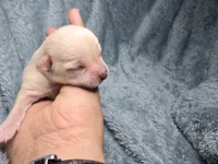 Ari-AKC, a male Chihuahua for sale in Crockett, TX – 3 of 7