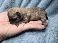 Koa-AKC, a male Chihuahua for sale in Crockett, TX – 3 of 7