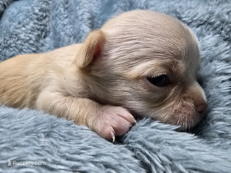 Vea-AKC – Chihuahua puppy on hold in Crockett, TX