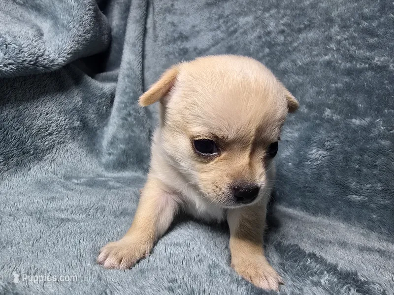 Ari-AKC – Chihuahua puppy for sale in Crockett, TX