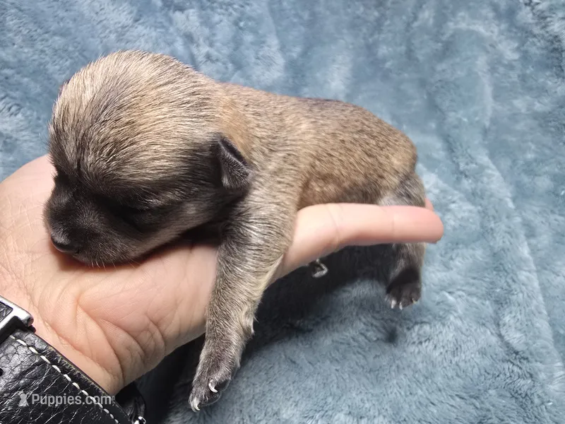 Koa-AKC – Chihuahua puppy for sale in Crockett, TX
