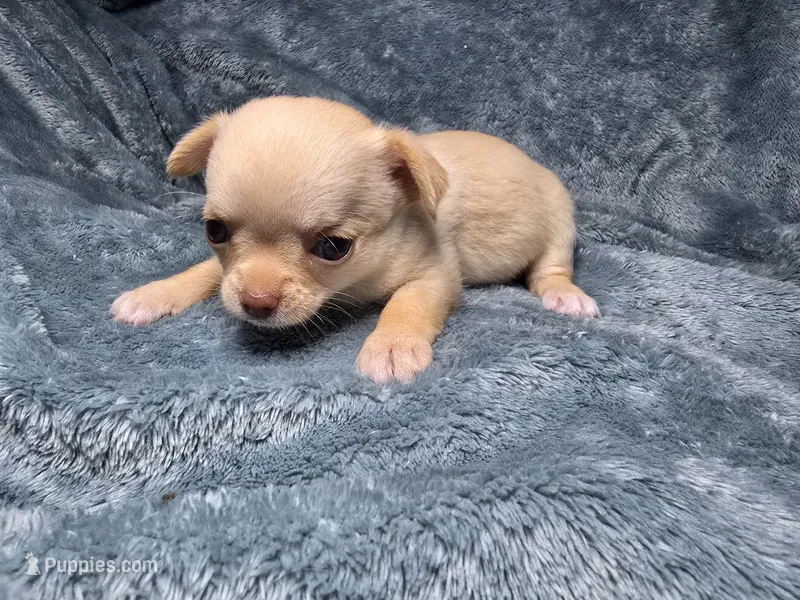 Vea-AKC – Chihuahua puppy on hold in Crockett, TX