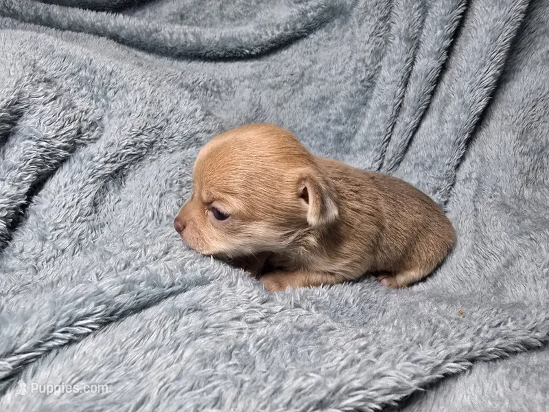 Rune-AKC – Chihuahua puppy for sale in Crockett, TX